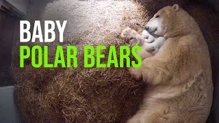 The Toledo Zoo Announces the Birth of Twin Polar Bear Cubs [upl. by Tinaret]