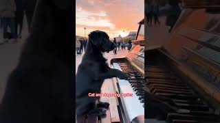 Cat and dog song lyrics cat funny comedy memes [upl. by Faubert]