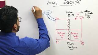 USMLE Step 1 preparations  Embryology  Cardiovascular [upl. by Hedy]