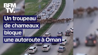 À Oman des dizaines de chameaux bloquent la circulation sur une autoroute [upl. by Trahern]