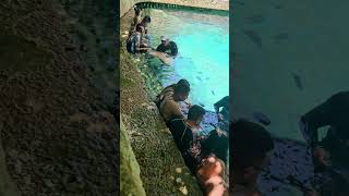 Nurse shark education Xcaret park Playa del Carmen Mexico tropical Caribbean Sea fish life travel [upl. by Naik]