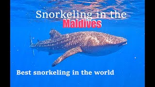 4K  MALDIVES BEST SNORKELING IN THE WORLD  Swimming with Sharks  Budget Travelling  2023 [upl. by Aicatsal]