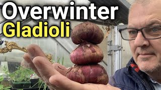 5 Simple Steps to OVERWINTER Your Gladioli Successfully [upl. by Ankeny]