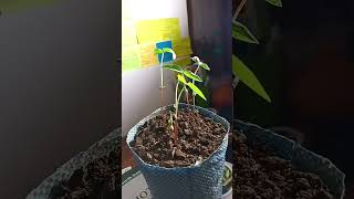 Epigeal germinationtimelapsetimelapse germination morphologicalgrowth ❤️❤️❤️ [upl. by Namreg]