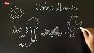 Cadeia Alimentar  ECOLOGIA [upl. by Demp432]