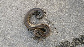 Enhydris enhydris Rainbow Water Snake Mildly Venomous [upl. by Enelcaj1]