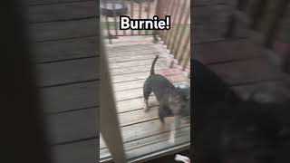 Burnie My doge [upl. by Ynnor]