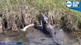 VIDEO Gator eats python in Everglades National Park [upl. by Seravart]