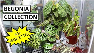 Begonia Collection Tour amp Tips to Properly Set Up a Circulating Terrarium  Plant Collection Ep 4 [upl. by Damien]