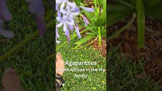 Agapanthus Care [upl. by Shreeves]