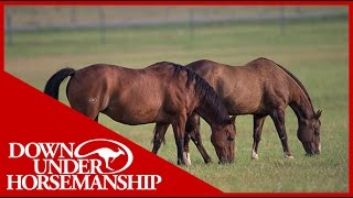 Clinton Anderson Talks About Performance Horse Bloodlines  Downunder Horsemanship [upl. by Anchie273]