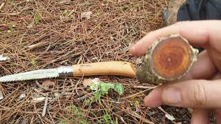 Bushcraft Fundamentals  Fatwood for Beginners [upl. by Innos]