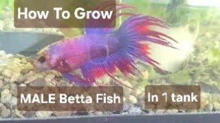 How to Grow Male Betta Fish together in 1 Tank in 3 minutes [upl. by Illac]