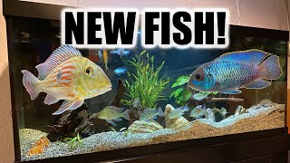 New Geophagus Sveni for the South American Cichlid Tank [upl. by Danielson860]