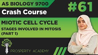 Stages Involved In Mitosis Part 1  Mitotic Cell Cycle  9700 AS Biology UrduHindi [upl. by Anirrak]