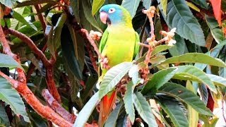 Wild Parrots  Blue Crowned Conures in Central Florida [upl. by Pyotr]