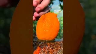 Enjoy beautiful dried persimmon fruits 🥝🥭🍎🍓🍇🍉🍊🥰shorts nature fruit garden foryou viralvideos [upl. by Verlee]