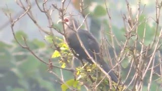 A rare Blackbellied Malkoha bird appeared in a residential area [upl. by Ardnad]