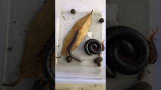 Centipedes millipedes and pill millipedes [upl. by Mehelhteb]