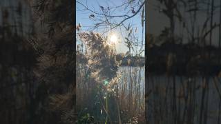 ￼Cortaderia Selloana Pumila Pompas nature youtubeshorts grass longisland [upl. by Lissie633]