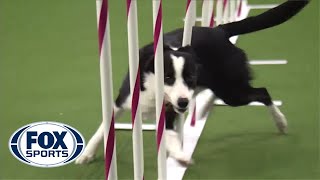 Watch Border Collie Tex Win 2015 Masters Agility Championship  FOX SPORTS [upl. by Elsinore]