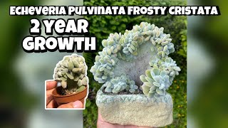 Echeveria Pulvinata Frosty Cristata succulent plant 2 years growth  shorts [upl. by Dyrraj608]