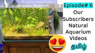 🐠☘️ Subscribers Video Episode 6 Natural fish Tank Tamil No cleaning  Zero Cost Substrate Model [upl. by Yadsendew692]