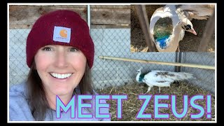 And I Got a PeacockMeet Zeus MOVING VLOG 14 [upl. by Eniaj]