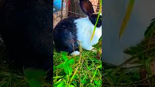 A timelapse video of baby rabbits being groomed [upl. by Deehan365]