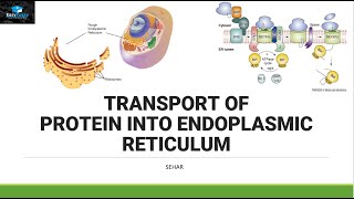 Transport of Protein In Endoplasmic Reticulum [upl. by Aicilic]