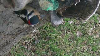 IN FRONT OF WILDLIFE CAMERAS  BLACK WOODPECKER at an old apple tree bird food [upl. by Anek506]