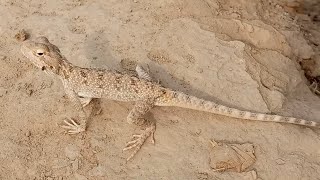 Canyon lizard animal amazing [upl. by Vyse826]