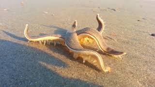 Starfish Walking on the Beach [upl. by Jos735]