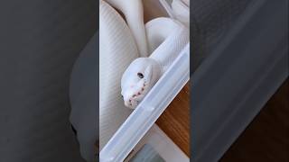 Camouflage Snakes snake camouflagesnake camouflage whitesnake [upl. by Vins]