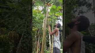 🇩🇲 Papaya Ninja Picking Papaya From The Tree in Dominica shorts [upl. by Leonor]