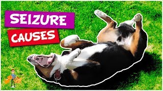 What Causes Seizures in Dogs top 5 causes of dog seizures [upl. by Divadnahtanoj]