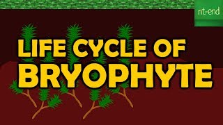 LIFE CYCLE OF BRYOPHYTE [upl. by Ecerahc625]