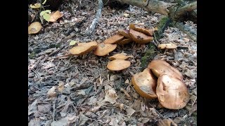 Маслята  Suillus  сбор лесных грибов  06102018  Днепропетровская область  Украина [upl. by Puttergill]