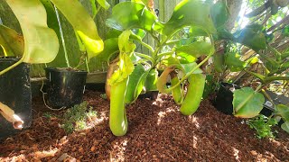 species spotlight light on the huge nepenthes truncata [upl. by Cherilyn875]