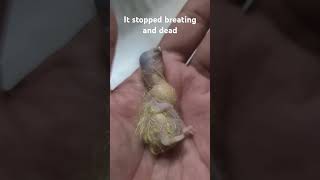 Sun conure baby died overfeeding mistake [upl. by Aimo]