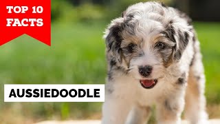 Aussiedoodle  Top 10 Facts [upl. by Svoboda]