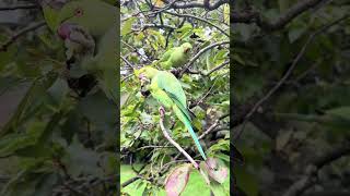 Saw the wild moon wheel in London parrot parrot budgie teasing parrot magical animals in the jitte [upl. by Cirilla]