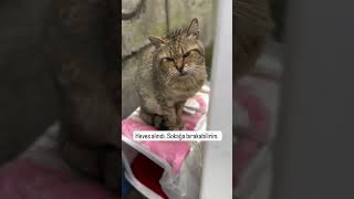 Bakışlarına kurban olurum 🥹 cat kedisesi catvideos kedi 🎥abdulkadirdirmilli [upl. by Sulecram]