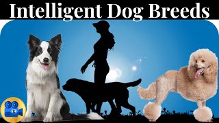 The Bright Minds The World of Highly Intelligent Dog Breeds [upl. by Garrick]