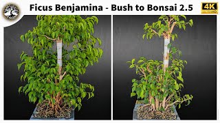 Ficus Benjamina  Bush to Bonsai 25 [upl. by Helaine]