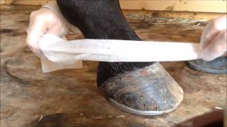 How To Treat a Lower Leg Injury in Horses [upl. by Nesrac]