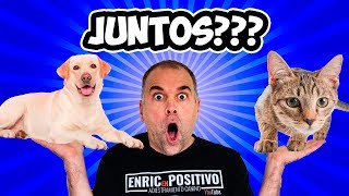 Cómo Juntar un PERRO y un GATO sin que se MATEN [upl. by Ramsdell405]