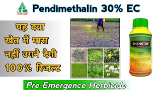 Pendimethalin 30 EC  यह दवा खेत में घास नहीं होने देगी  Pre Emergence Herbicide Dhanuka Dhanutop [upl. by Bendicty197]