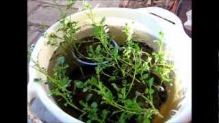 Growing Watercress in the Bathtub ◔◔ [upl. by Mcnamee]