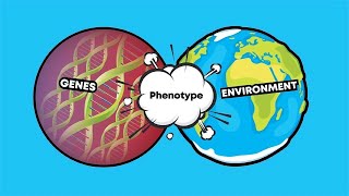 Phenotype vs Genotype [upl. by Buna]